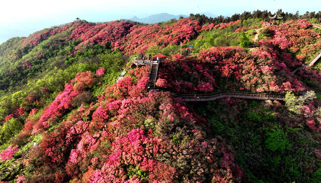 山花烂漫